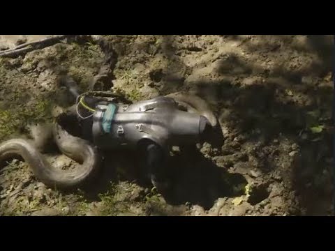 Giant Anaconda Attacks on a Human Caught on Tape - When Animals attack People Caught on Camera