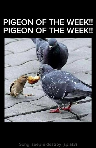 Giant Runt Pigeon: Gentle Giants of the Sky