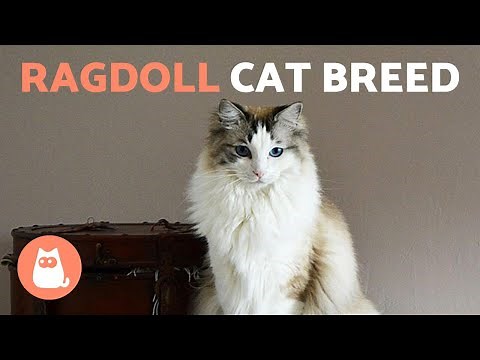RAGDOLL CAT BREED 🐱 (Characteristics, Care and Fun Facts)