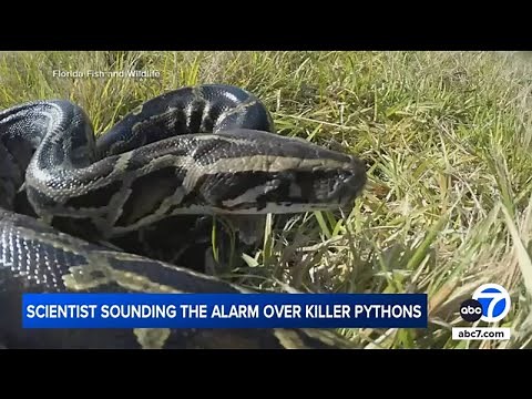 Burmese pythons are swallowing deer, alligators whole, biologists prove