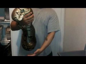 Huge 4400 gram female ball Python