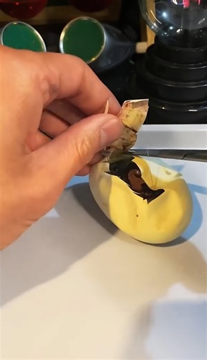 Ball python egg cutting!