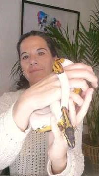 pretty baby ball #python #ballpython #piedballpython #snake #reptile