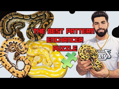 Should Shed Testing Be MANDATORY? Is PUZZLE The Best Pattern Altering Recessive Gene in Ball Pythons