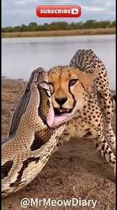 Will the python manage to swallow the hyena 🐍😨❓ #python #hyena #rescue | كشف المجهول