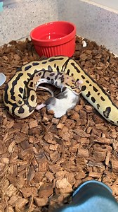 Batman Ball Python Feeding🐍 #ballpython #royalpython #reptiles #reptile #reptilesofinstagram #snake #snakes #pets #pet #petsofinstagram #bloodpython #burmesepython #carpetpython #reticulatedpython #boaconstrictor #leopardgecko #crestedgecko #beardeddragon #animals #wildlife #bof #recessivegang #ballpythons #royalpythons | BALLS of FURY