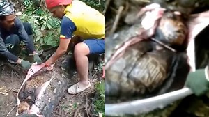 Missing mother found dead inside 16-foot-long python after it swallowed her whole in Indonesia: graphic videos