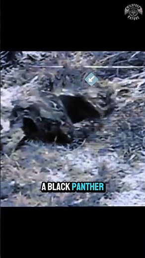Python Attacks Black Panther—What Happens Next?