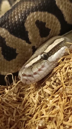 ANOTHER LOCK! 🔥 Lesser × Orange Dream Pastel Chocolate Ball Python 🐍