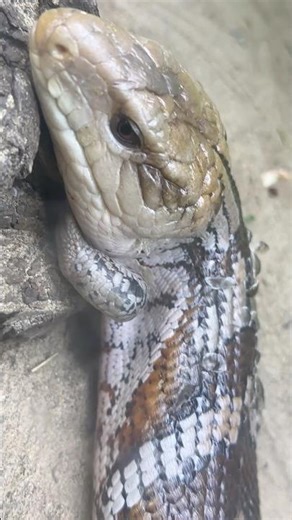 Snake with Legs #snake #snakes #shorts