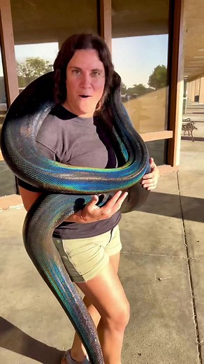 Gorgeous Reticulated Python with Rainbow Skin: A Beautiful Animal Video