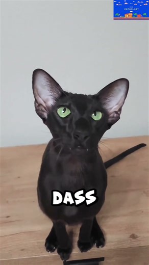 Diese Katze sieht aus wie ein Alien… aber sie ist echt 😳🐱