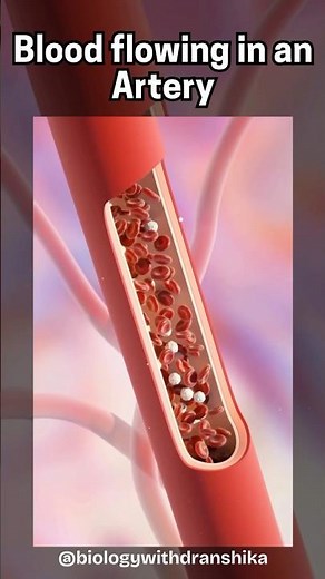 The Lifeline of the Body: Blood Flowing Through an Artery, Delivering Oxygen and Nutrients