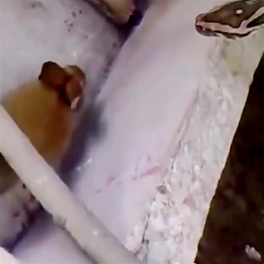 Python hunting rabbit😱 #wildanimals #python #rabbit #animals