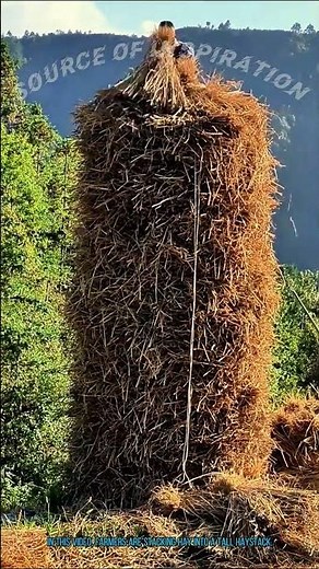 Farmers Stacking Hay into a Tall Haystack