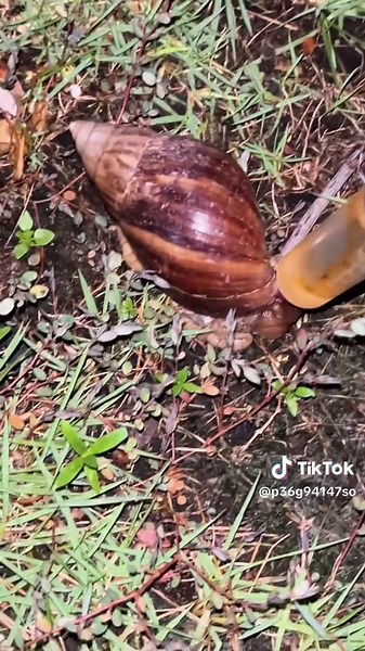 The Threat of Giant African Snails: Invasive Species Alert