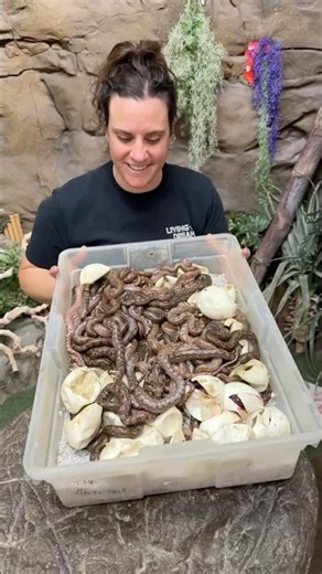 Just got a new horde of dwarf reticulated pythons 🐍 and they’re babies! 🥚