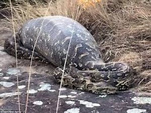 Python Eats and Swallows Hippo !