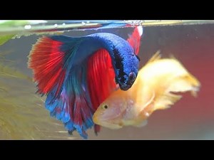 Betta Fish Breeding Step By Step | How To Breed Betta Fish