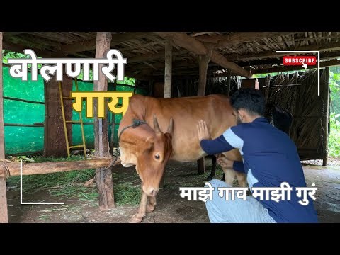 Talking Cow In Konkan | बोलणारी गाय | Village Life In Konkan #konkan