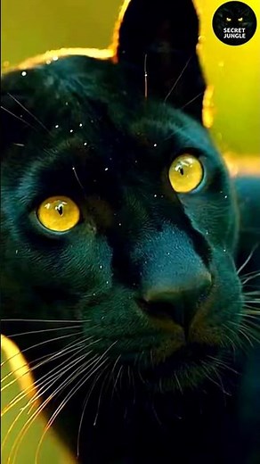 Deadly Snake Attacks Panther 🐍