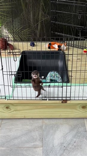 Lola tries fish for the first time🥹🐟 | river otter