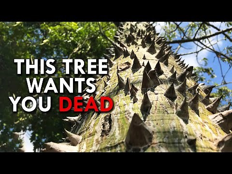 Dynamite Tree: The Tree That’s Doing Everything It Can To Kill You
