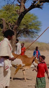 3.8K reactions · 48 shares | Hawaasni Karrayyuu horsiisee bulaadha. Haala horsiisa isaa hundas sirna Gadaatiin wal-qabsiifatee jiraata. Karrayyuun akkaataa loon isaa itti eeggatu, akka ijoollee isaa itti guddifatu, akkaataa daangaa lafa isaa itti eeggatu, walumaagalatti; jiruuf jireenyi karrayyuu Sirna Gadaatiin hidhata cimaa kan qabuudha. | Maya Jiru | Facebook