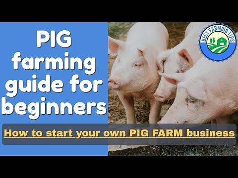 PIG FARMING guide for beginners: How to start your own PIG farm business