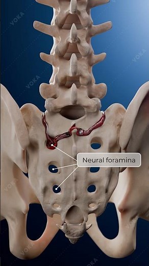 U-Shaped Sacral Fracture Explained: Severe Pelvic Injury & Surgical Fixation | 3D Medical Animation