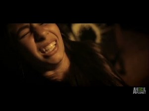 Python Surprise Attack | Fatal Attractions