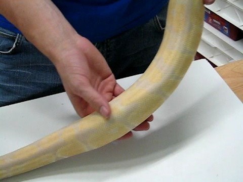 Lavender Albino Ball Python