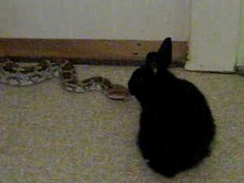 pimbura python kill rabbit