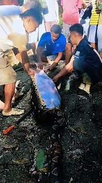 61-Year-Old Man Swallowed by 8-Meter Python in Indonesia! #pythonattack