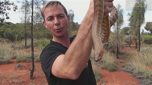 Venomous snake eating python