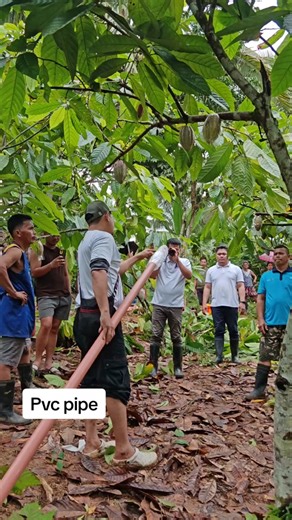 Cacao Pod Sleeving Pole with PVC Pipe Tutorial