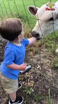 funny cow attack compilation | hilarious cow fails & crazy farm moments funniest animal attacks