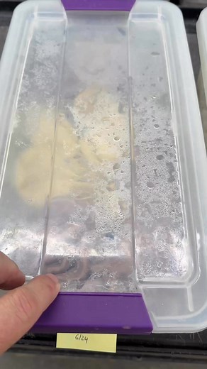 More Mystic Potion and Blue Eyed Leucistic Ball Pythons are hatching! #pythonregius #royalpython #ballpython #ballpythonbreeder #ballpythonbreeding #ballpythonmorphs #ballpythonmorphsofinstagram #ballpythonsofinsta #ballpythonsofinstagram #mysticpotionballpython #blueeyedleucisticballpython #royalconstrictordesigns | Royal Constrictor Designs.com