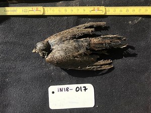46,000-year-old bird, frozen in Siberian permafrost, looks like it 'died a few days ago'
