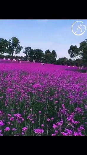 Flower fields , Steppe flowers | Flowers and Nature