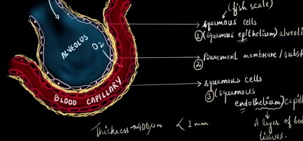 Collatz cojecture rules