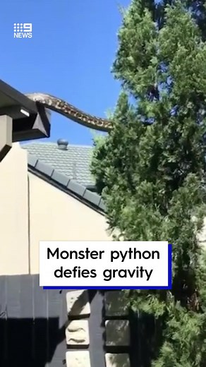 Massive Python Spotted in Queensland Backyard