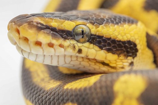 Yellow Belly Ball Python