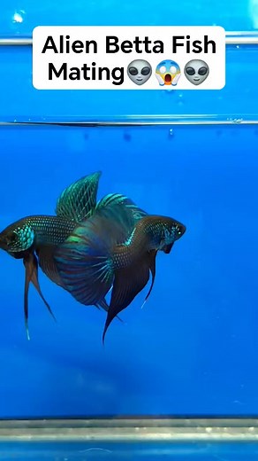 2.3K views · 12 reactions | "Fighting fish alien" refers to a...