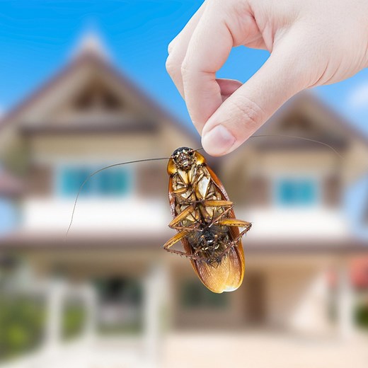 Cockroach Infestation? Signs, Removal and Prevention Tips