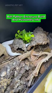 21K views · 85 reactions | Come with me to set up a new enclosure for my ball python! And stay for the end if you’re interested in learning about general ball python husbandry.  Enclosures by: @dubiaroaches Heating panels: @mikewilbanks Bioactive set ups: @thebiodude #reptile #reptiles #ballpython #snake #snakes #bioactive #herpetology #zoo #exotics #wildlife #rescue #conservation #animals #pets #nature #reptileenclosure | Dr. Rachel, Exotic Pet Vet | Facebook