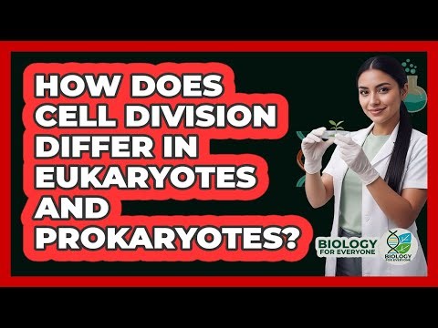 How Does Cell Division Differ In Eukaryotes And Prokaryotes?