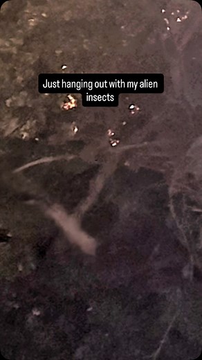 2.1K views · 9 comments | just hanging out with my alien insects today’s November 8, 2025 Port St. Lucie Florida. Watch these insects closely. Slowed them down for you at the end. #insect.#alien insects#orbs. These are not a new species of insects. Look closely look at their wings. | Theuniverse1969a | Facebook