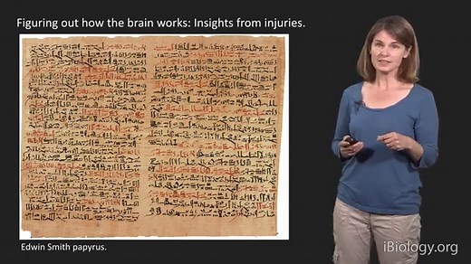 The Evolution of Neural Circuits and Behaviors