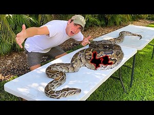 DISSECTING 15 FOOT GIANT PYHON ! WHAT DID SHE EAT ?!